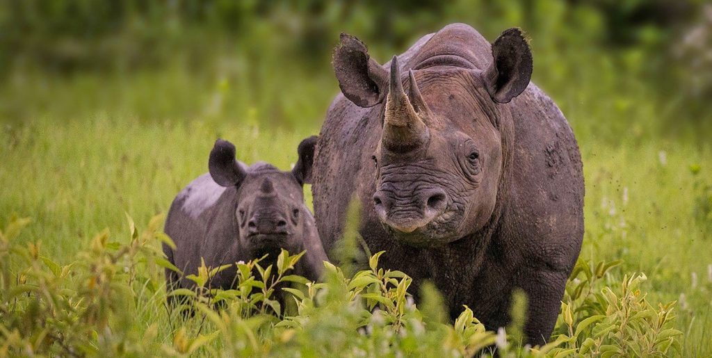 black rhino facts 1