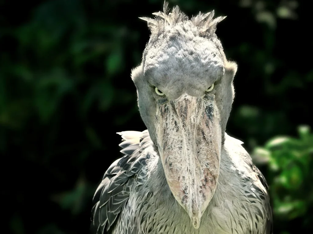 are shoebills dangerous